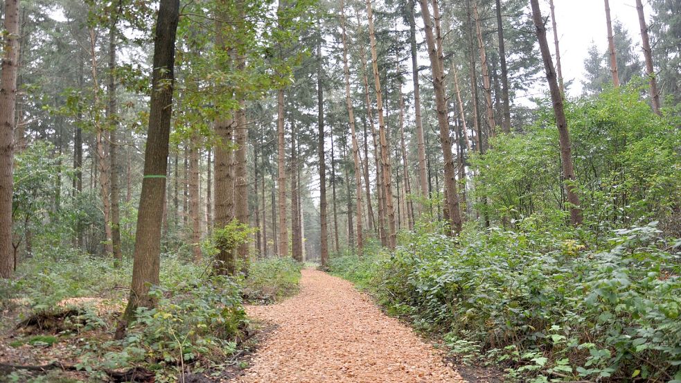 Der Gedächtniswald in Friedeburg. Foto: Ullrich/Archiv