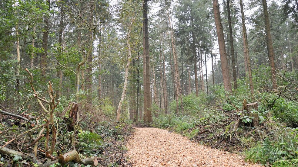 Befestigte Wege führen durch den als Bestattungswald gewidmeten Teil des Karl-Georgs-Forsts. Ähnlich wird auch der Bereich aussehen, in dem bald Mensch-Tier-Bestattungen ermöglicht werden sollen. Foto: Ullrich/Archiv