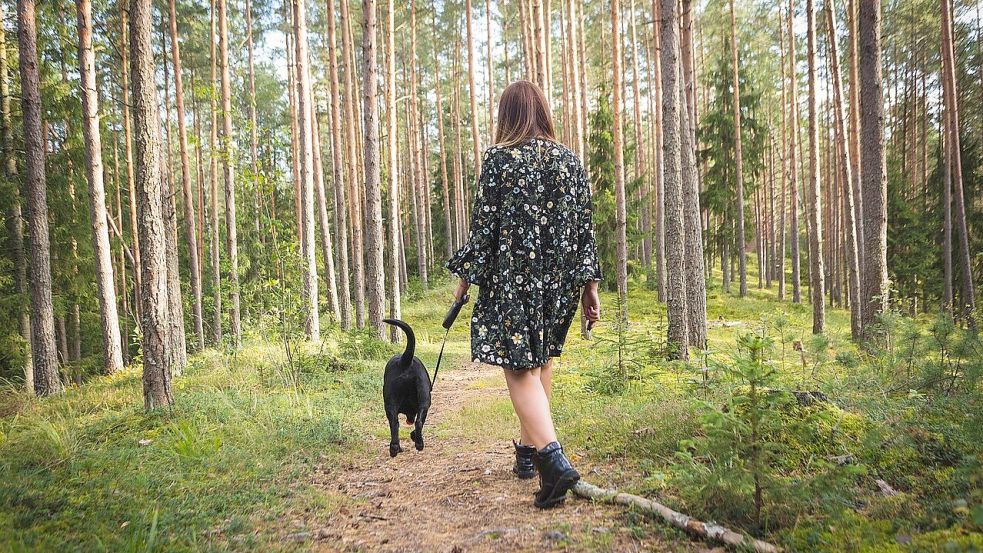 Waldspaziergänge stehen vor allem bei Hundehaltern hoch im Kurs. Wer sich frühzeitig einen Baum für ein Urnengrab aussucht, kann ihn bei regelmäßigen Besuchen wachsen sehen. Symbolfoto: Pixabay