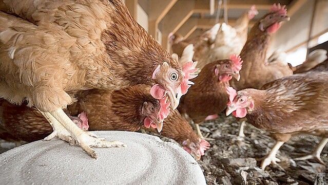 12.000 Legehennen mussten getötet werden. Symbolfoto: Pixabay