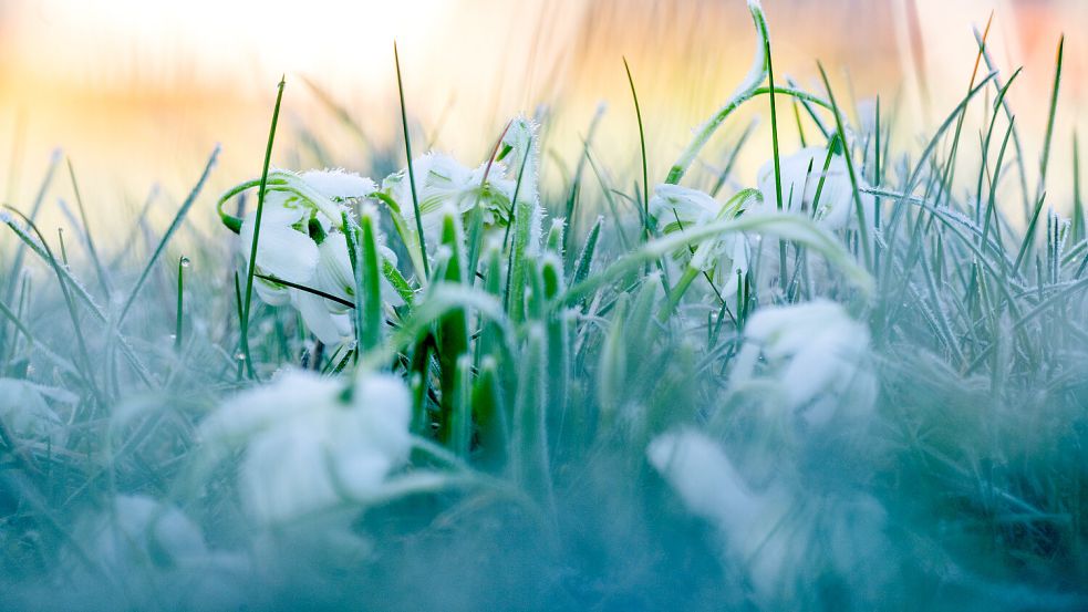 Nachts kann es auch mal frieren. Foto: Bayer/dpa