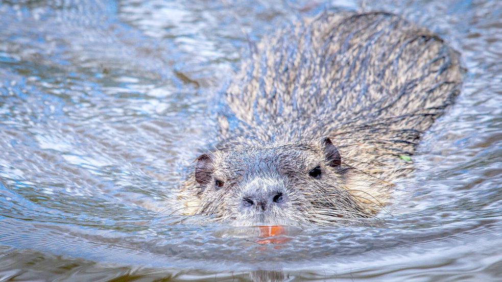 Invasive Art und schlecht für Deiche: die Nutria. Foto: Büttner/dpa