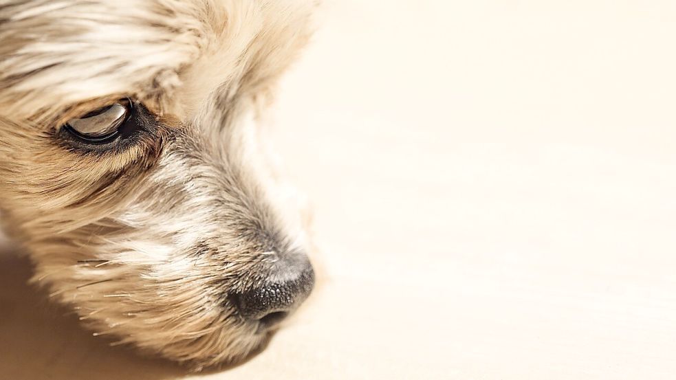 Im August 2024 wurden Mitarbeiter des Veterinäramtes von der Wittmunder Polizei zu einem Wohnmobil gerufen. Im völlig verdreckten Inneren wurden 15 Hunde gehalten. Symbolfoto: Pixabay