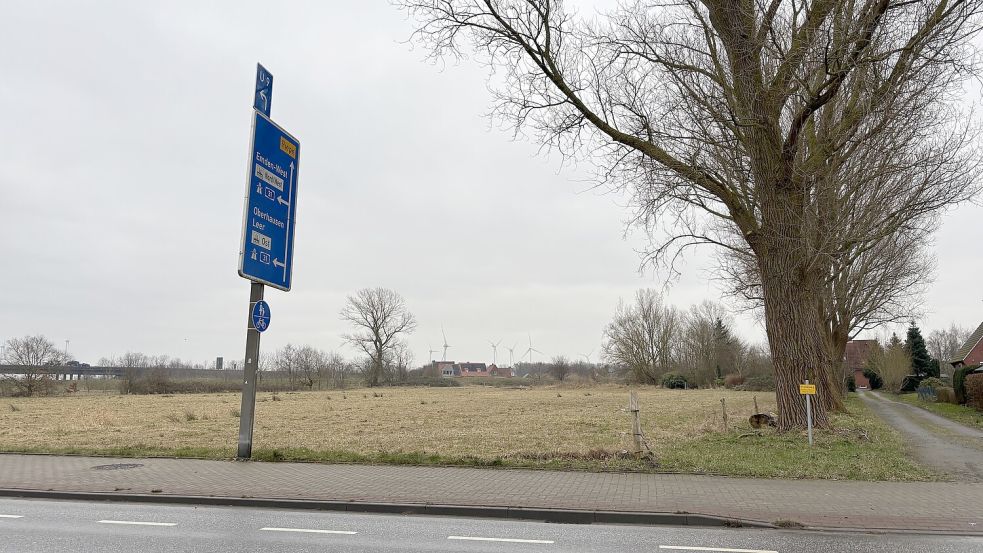 Noch grüne Wiese: Entlang der Baumreihe soll der neue Lidl gebaut werden. Foto: Schuurman