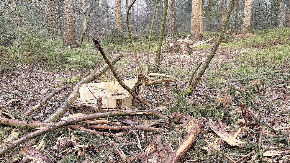 Auch im Hopelser Wald wurden im Januar noch Bäume geschlagen – dort sind die Pflegemaßnahmen inzwischen beendet. Foto: Böning