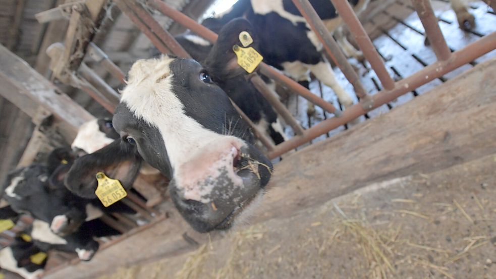 Auf dem Betrieb von Ihno Groeneveld leben 110 Milchkühe. Foto: Ortgies