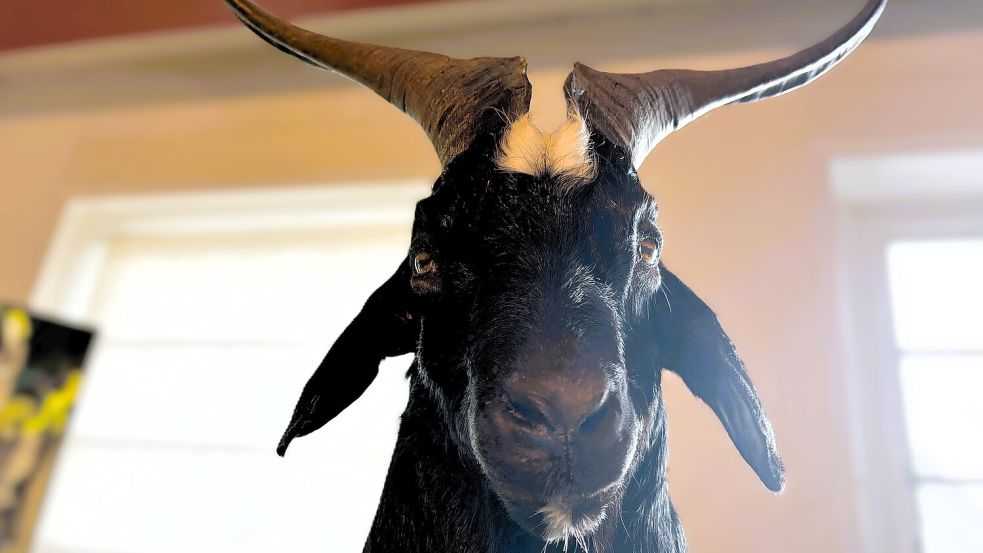 Der Ziegenbock war bei den Germanen noch positiv mit dem Donnergott Donar verbunden. Im Christentum wurde er zum Inbegriff des Teufels umgedeutet. Foto: Vogt