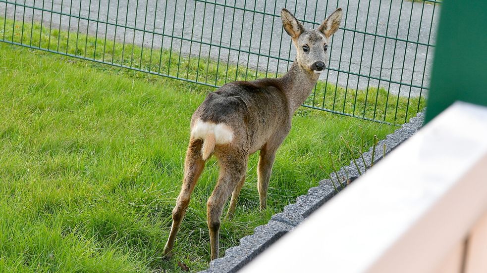 Süße Kulleraugen: In Greetsiel haben Anwohner ein Reh in ihrem Garten gesehen. Fotos: Wagenaar