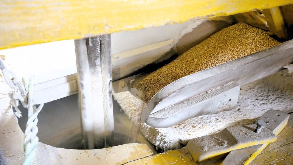 Getreide und Mais fallen über den Rüttler in der richtigen Menge auf den Mühlstein. Durch die Produktion von Tierfutter rechnet sich die Mühle Steenblock. Foto: Böning