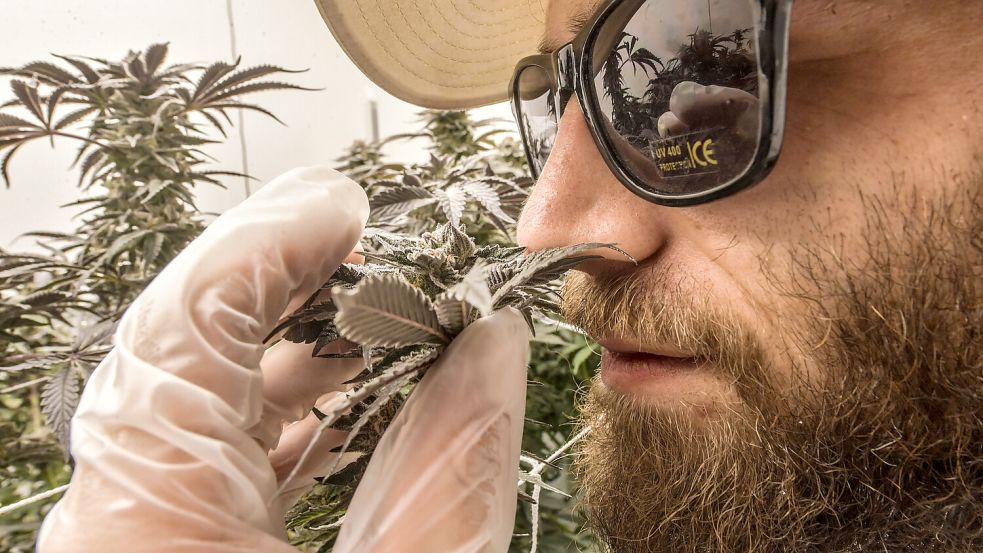 Im Anbaubereich trägt Marco Sousa Fernandes Inacio immer eine Sonnenbrille – das liegt an der besonderen Beleuchtung, die zur Aufzucht der Pflanzen benötigt wird. Foto: Ortgies