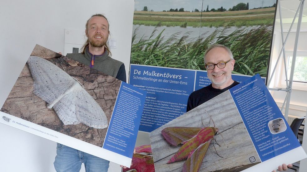 An der Ems kommen viele selten gewordene Schmetterlingsarten vor. Darüber informierte 2024 eine Ausstellung in der Naturschutzstation Ems. Biologe Felix Närmann und Thorsten Kuchta von der Geschäftsstelle Masterplan Ems stellten sie damals der Presse vor. Foto: Lüppen