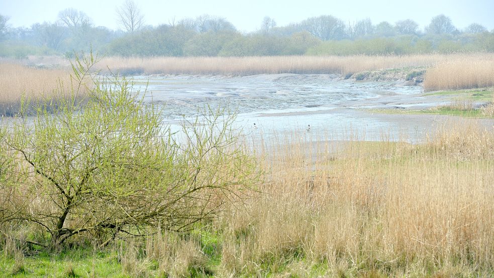 In Stapelmoor entsteht ein Süßwasserpolder. Foto: Ortgies/Archiv