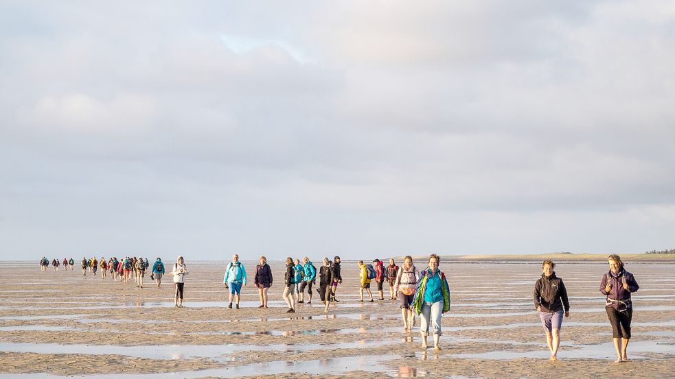 Ein ausgebildeter Nationalparkführer nimmt die Teilnehmer bei Ebbe mit ins Watt, um ihnen die faszinierenden Lebewesen und die besonderen Eigenschaften des Gezeitenraums näherzubringen. Foto: Martin Stock / LKN-SH