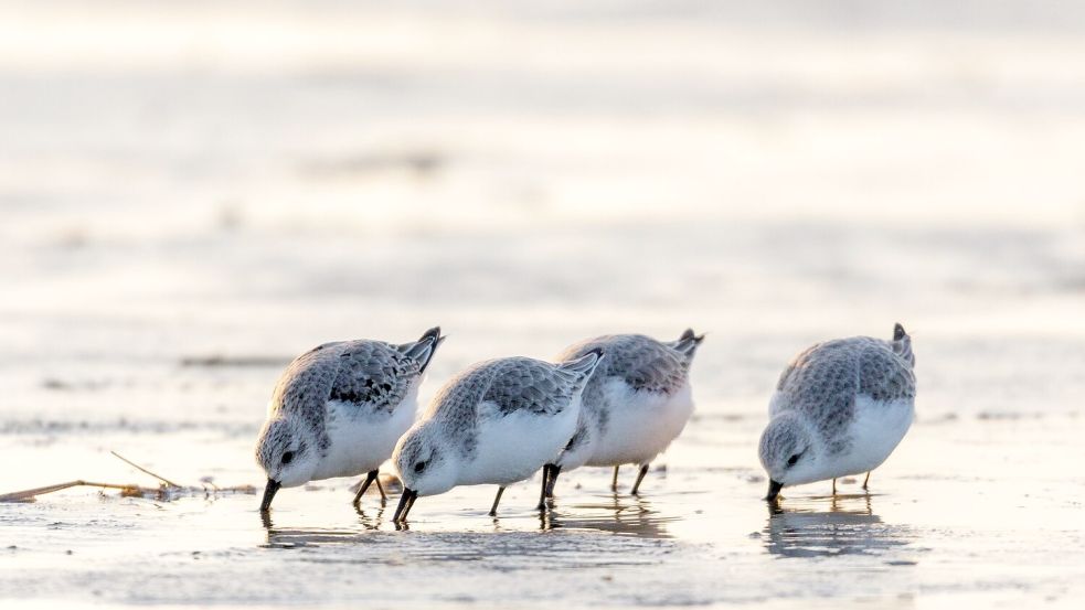 Auf Nahrungssuche: Der Sanderling, ein kleiner Wattvogel, ist aus der Gattung der Strandläufer. Foto: Christian-Wiedema