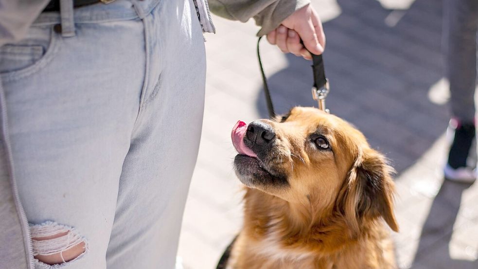 Wer mit dem Hund unterwegs ist, sollte an die Leine denken. Symbolfoto: Pixabay