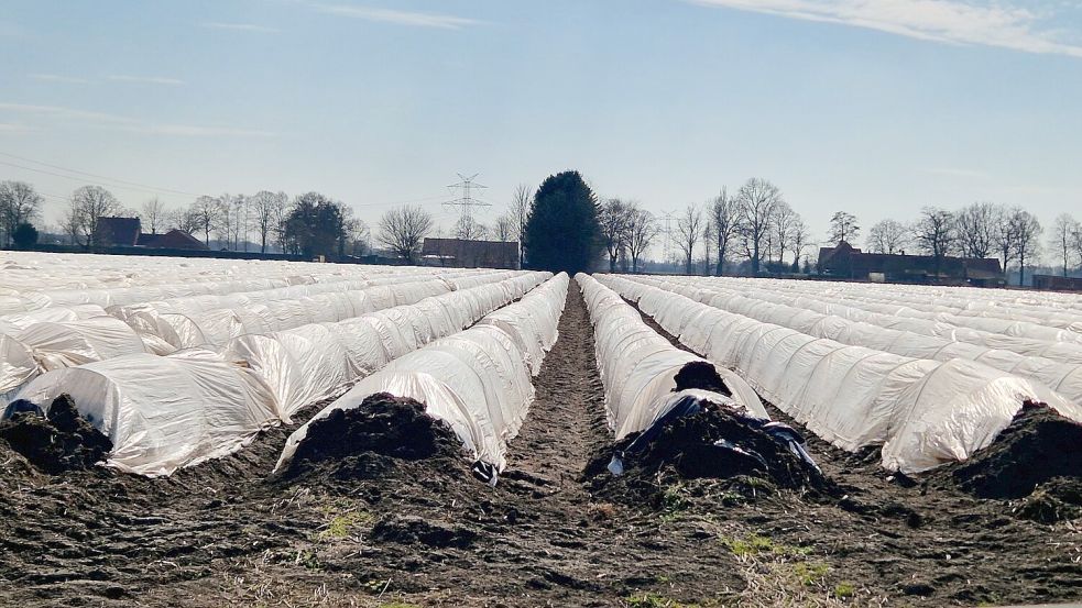 In diesem Jahr werden Anbauflächen in Brual genutzt. In Diele sind für dieses Jahr Neuanpflanzungen vorgesehen. Foto: Gettkowski