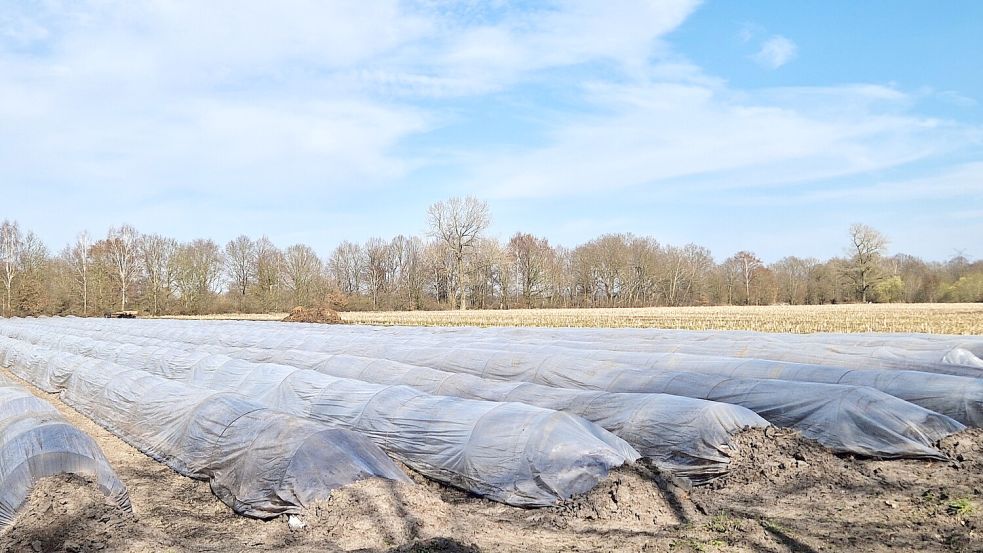 Die Spargeldämme sind mit Folie vor Licht und Kälte geschützt. Foto: Ortgies