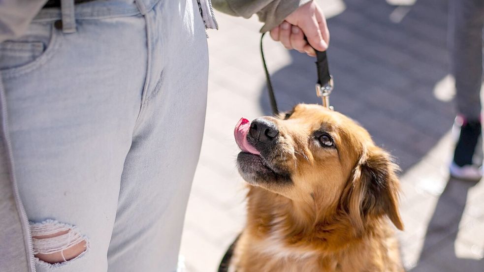 Wer mit dem Hund unterwegs ist, sollte an die Leine denken. Symbolfoto: Pixabay