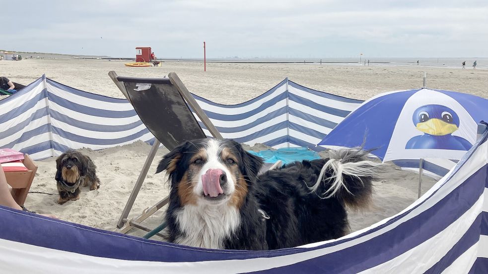 Dieser vierbeinige Borkum-Gast fühlt sich am Südstrand sichtlich wohl. Foto: Ferber