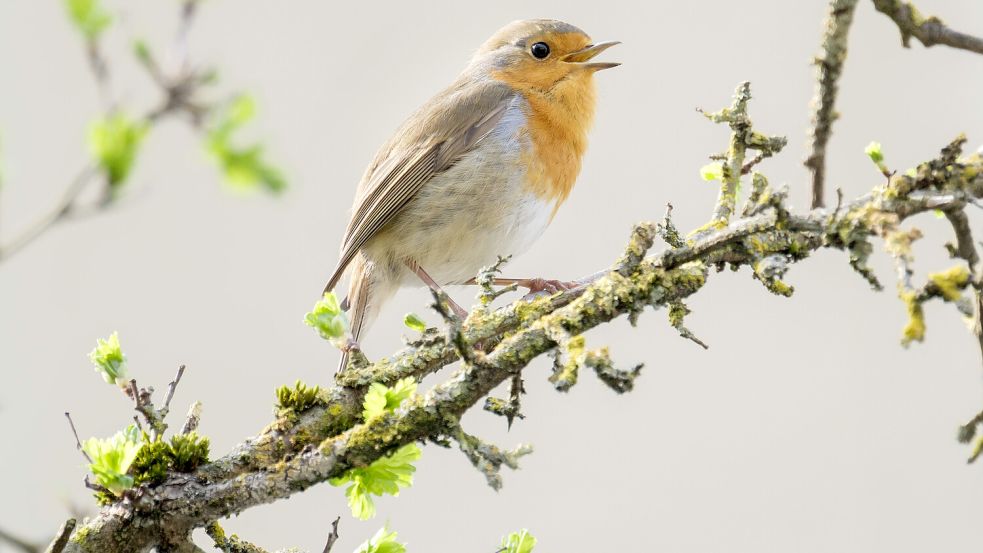 Typischer Frühlingbote: Singendes Rotkehlchen . Foto: IMAGO/Guido Schiefer