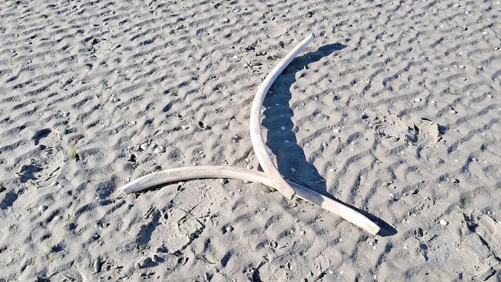 Nur noch drei Rippen des Buckelwals wurden im Umkreis seiner ursprünglichen Liegeposition verstreut aufgefunden. Foto: NLPV
