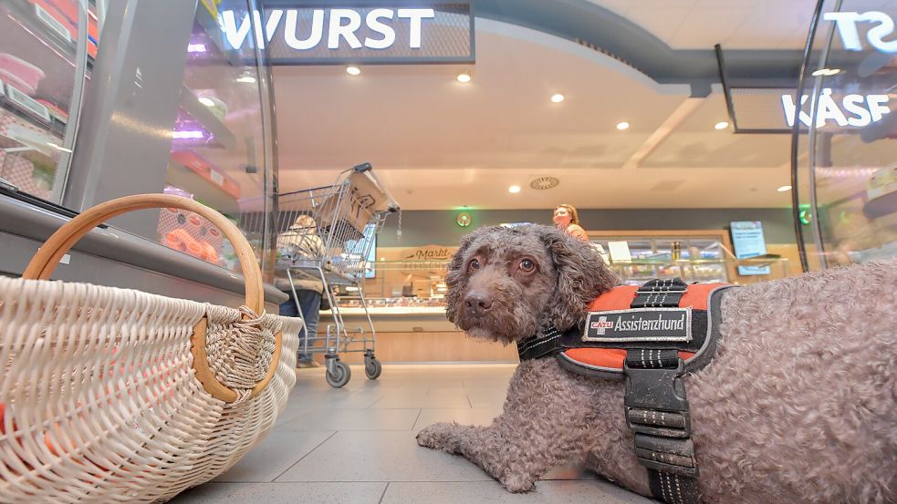 Dasdi darf als Assistenzhund anders als andere Hunde auch mit in den Supermarkt. Wo normale Vierbeiner draußen bleiben müssen, darf er mit. Foto: Ortgies