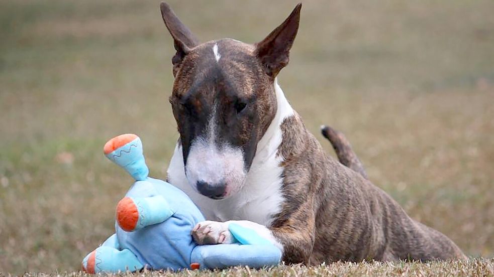 Steht in vielen deutschen Bundesländern auf der Liste gefährlicher Hunde: der Bullterrier. Foto: Pixabay