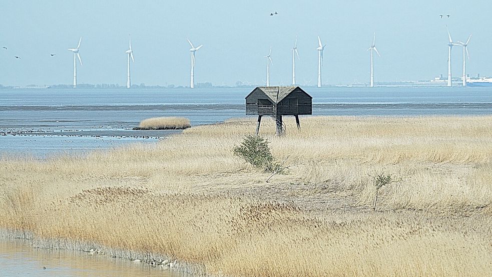 Ems und Dollart leiden unter einer starken Verschlickung. In einer deutsch-niederländischen Kooperation werden Strategien entwickelt, um die Gewässerqualität zu verbessern. Foto: Wolters
