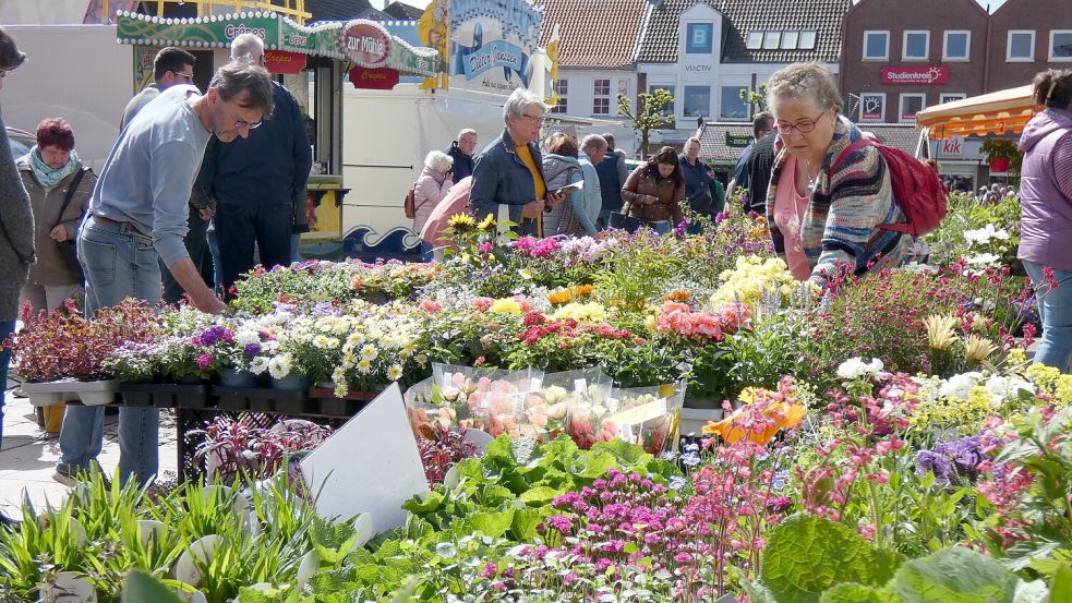Der Geranienmarkt wird die Auricher Innenstadt wieder zum Blühen bringen. Archivfoto
