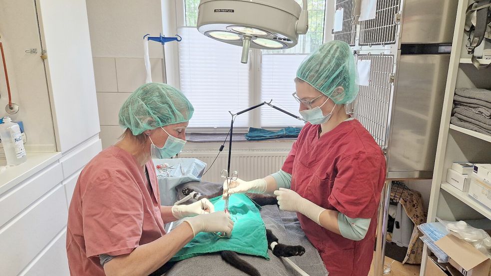 Tierärztin Karen Stiller (links) und die tiermedizinische Fachangestellte Celine Jünemann kastrieren im Behandlungsraum des Tierheims Jübberde eine Katze. Foto: Tatjana Gettkowski