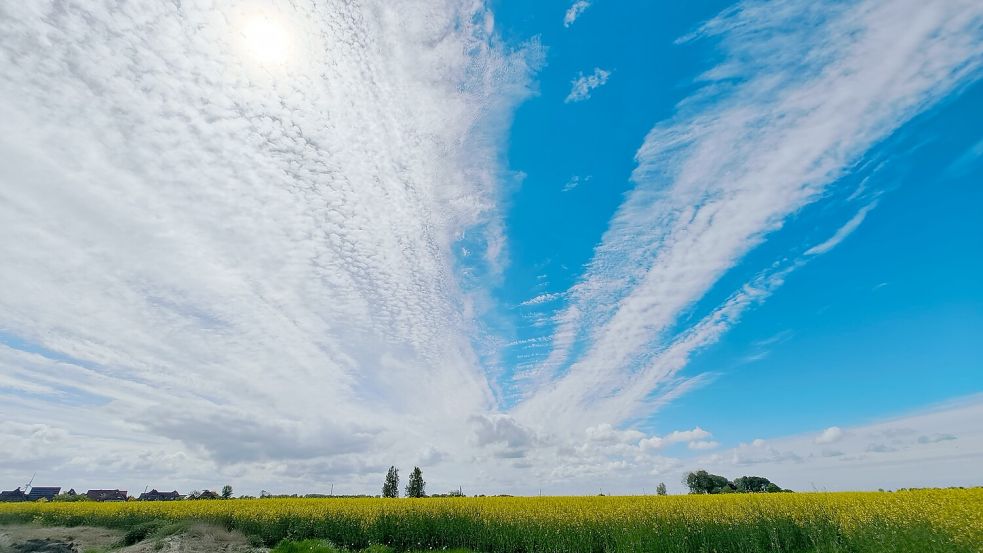 Weiter Himmel über dem Rapsfeld bei Rysum in der Krummhörn. Foto: Yvonne Hagena