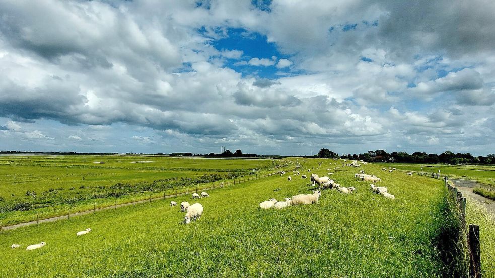 Das ist Ostfriesland: Weite, Wolken, Schafe. Hier in Midlum. Foto: Bernhard Zuidema