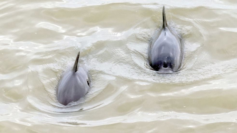 Schweinswale im Jadebusen vor Wilhelmshaven, zehn Meter vom Ufer entfernt. Foto: Michael Hillmann/Jadewale
