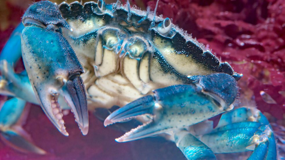 Krabben gehören zu den Bewohnern im Nordsee Aquarium. Foto: Marc Oliver Basan