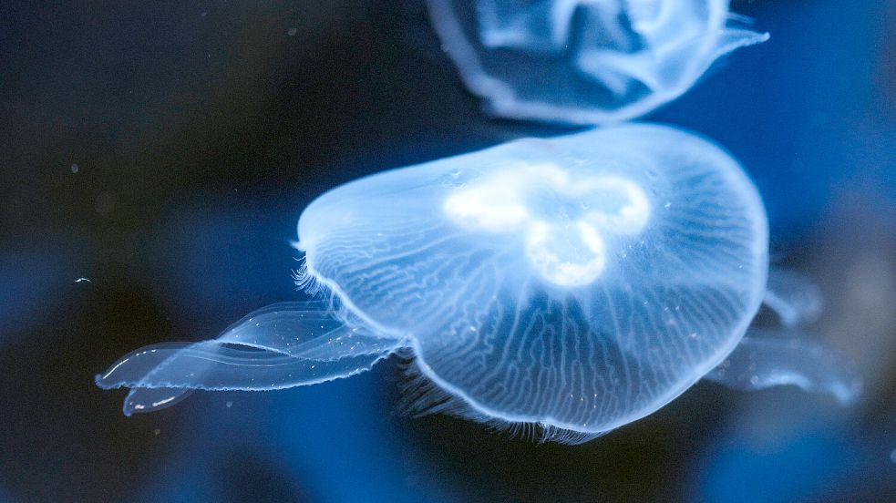 Auch Quallen finden sich im Nordsee Aquarium. Foto: Marc Oliver Basan