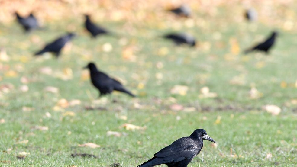 Saatkrähen und Nebelkrähen auf einer Wiese. In vielen Orten gibt es Beschwerden über die zunehmende Zahl an Rabenvögeln. Foto: Soeren Stache/dpa