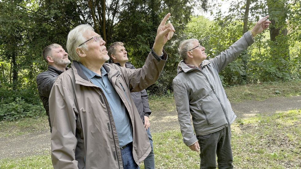 Da sind sie: In den hohen Bäumen des Stapelmoorer Parks hat sich eine Kolonie Saatkrähen eingenistet. Foto: Oliver Bär