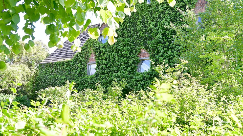 Verwunschen und eingewachsen: Der Gulfhof Am Dorfring steht seit knapp fünf Jahren leer. Foto: Heinz Wagenaar