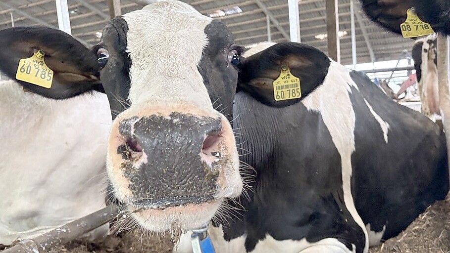 Tiere sind bei Stefan Sweers nicht mehr nur Milch- und Fleischlieferanten, sondern auch Energielieferanten. Überwacht wird jedes Tier mittels modernster Technik. Foto: Rilana Kubassa