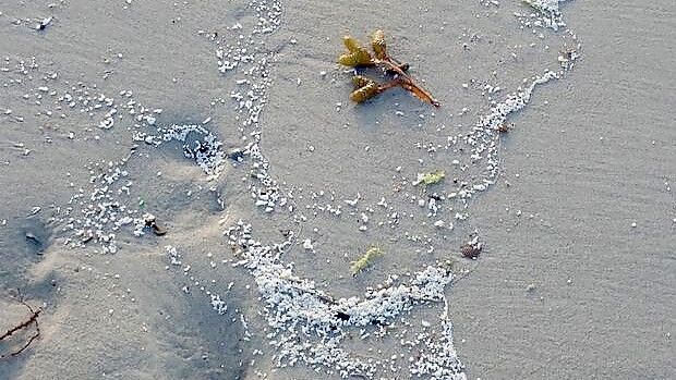 Die weißen Kügelchen, wie sie am Strand von Langeoog zu sehen waren. Foto: Niedersächsischer Landesbetrieb für Wasserwirtschaft, Küsten- und Naturschutz
