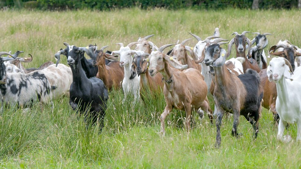 Die Anglo-Nubier-Ziegen produzieren im Vergleich zu anderen Rassen eine nicht so große Milchmenge. Dafür ist der Fettgehalt hoch, der sie für die Käseherstellung besonders geeignet macht. Foto: Klaus Ortgies