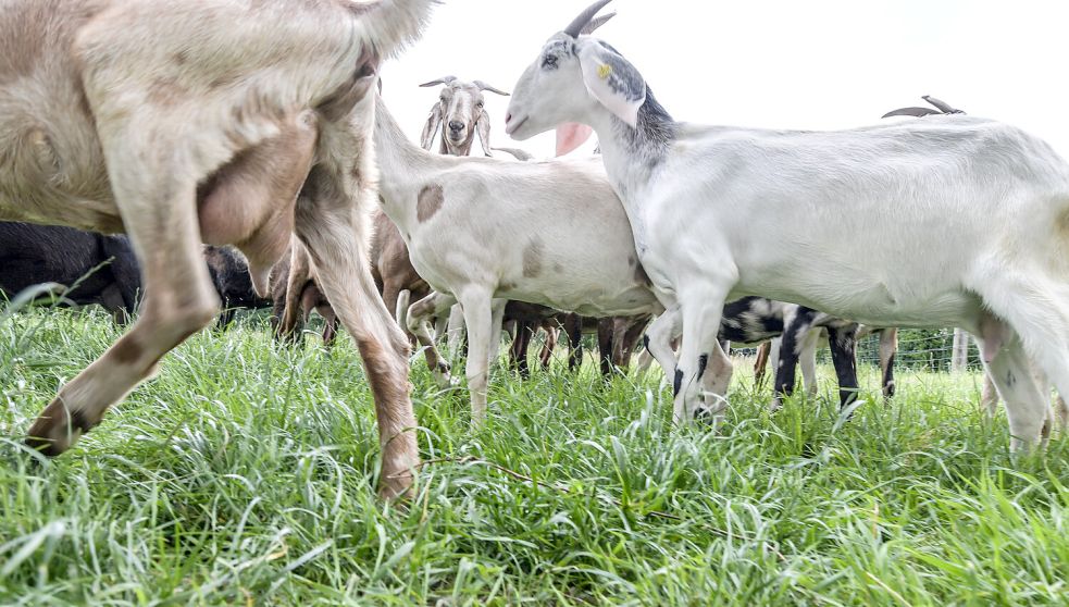Die Bio-Ziegen der Ziegenmanufaktur Ostfriesland tun auch dem Boden gut, auf dem sie leben. Foto: Klaus Ortgies