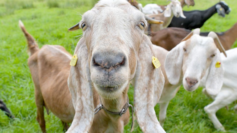 Anglo-Nubier-Ziegen sind sehr menschenbezogen und bekannt für ihr freundliches Wesen. Pro Jahr gibt eine Ziege etwa 400 bis 1000 Kilogramm Milch. Foto: Klaus Ortgies