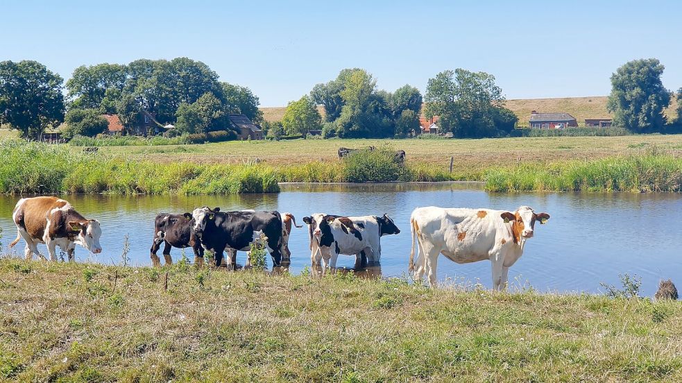 Die Landschaft und vor allem die Ruhe und Beschaulichkeit schätzen Catharina und Stefan Johansson am meisten an Ostfriesland. Foto: Tatjana Gettkowski
