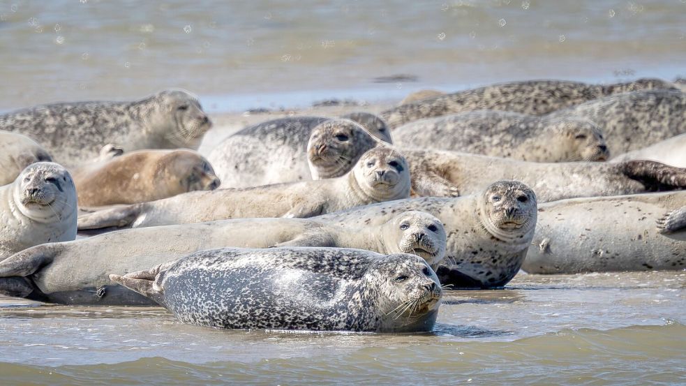 Seehunde sollten in der Natur auf keinen Fall gestört werden. Symbolfoto: Sina Schuldt/dpa