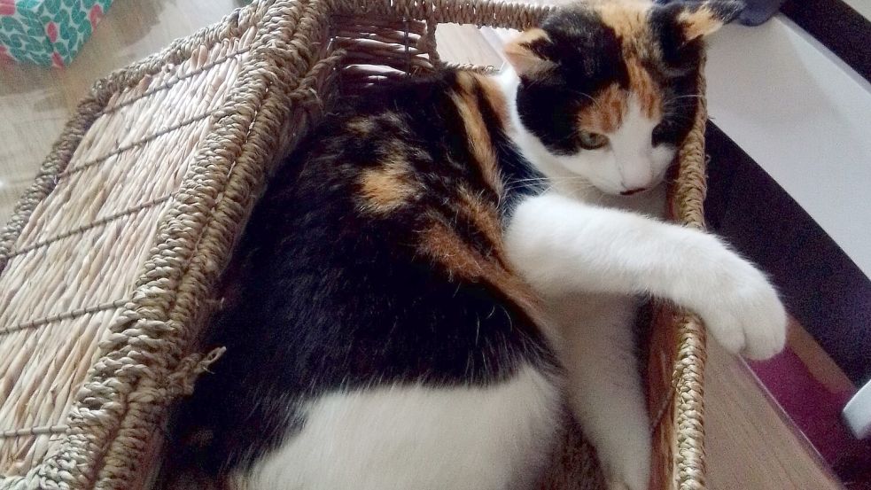 Das ist Katze Luzie. Im August 2025 wäre sie drei Jahre alt geworden. Foto: privat