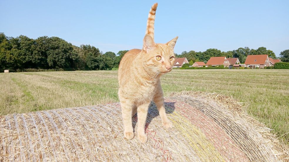 Cosmo ist der Bruder von Luzie. Foto: privat