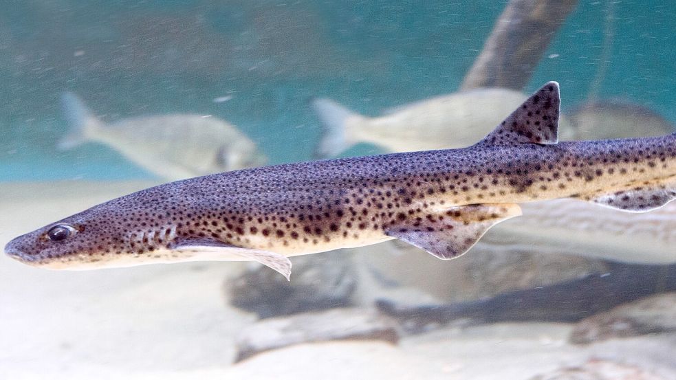 Katzenhaie zählen zu den Bewohnern des Nordsee Aquariums. Foto: Steffi Hamm
