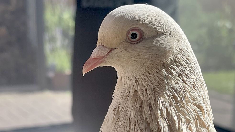 Die Takla-Taube hat ein helles, cremefarbenes Gefieder. Auf den ersten Blick wirkt sie aus der Distanz darum weiß. Foto: privat