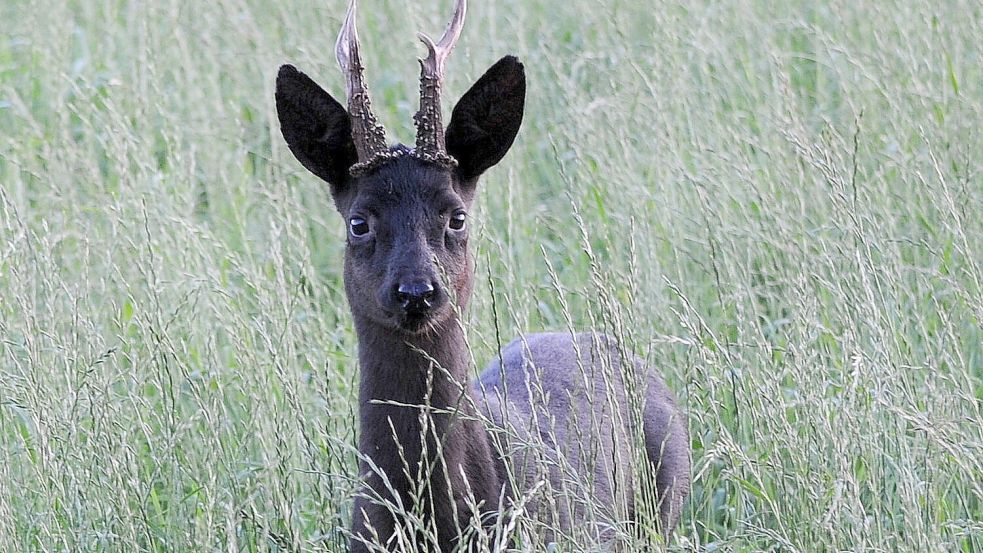 Ein schwarzer Rehbock geriet Joachim Eilts schon häufig vor die Kamera und die Flinte. Foto: Eilts